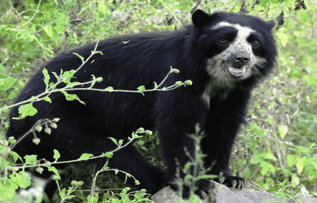 biodiversidad y conservación - Grado 4 - Quizizz