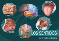 Os 5 sentidos - Série 5 - Questionário