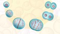 El ciclo celular y la mitosis. - Grado 12 - Quizizz