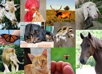 Animals - Year 2 - Quizizz