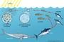 Ocean Food Chains