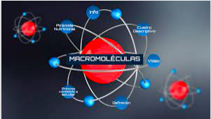 macromoléculas - Grado 12 - Quizizz