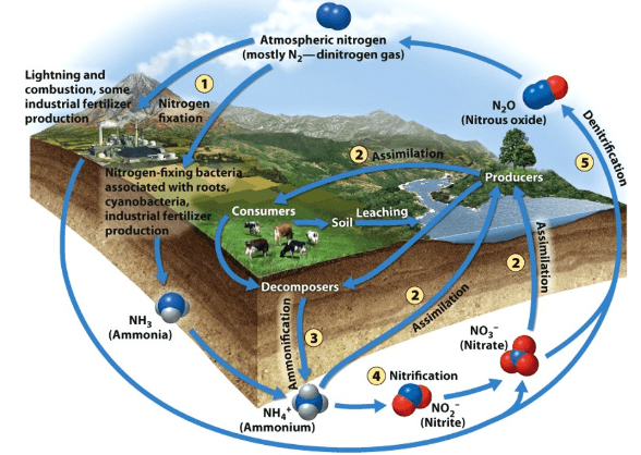 Nitrogen Cycle 