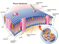 the cell membrane - Class 11 - Quizizz