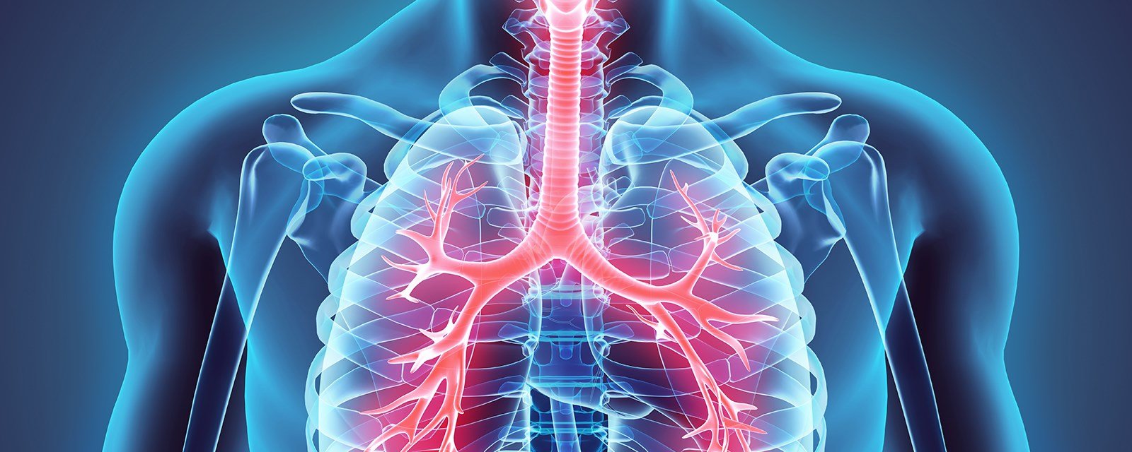 the circulatory and respiratory systems - Year 11 - Quizizz