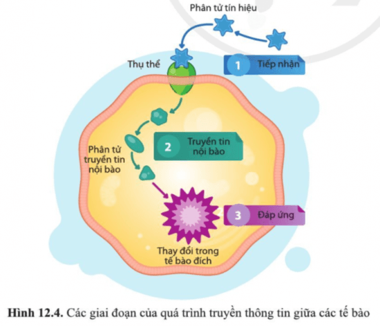 Cấu trúc bài luận thông tin - Lớp 10 - Quizizz