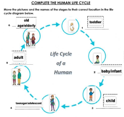 Human Life Cycle - Final exercise | 1st grade | | Quizizz