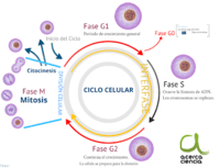 o ciclo celular e a mitose - Série 12 - Questionário