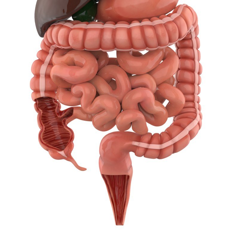 Digestive System 3k Plays Quizizz