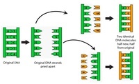 struktur dan replikasi DNA - Kelas 10 - Kuis