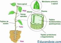 tejidos - Grado 7 - Quizizz