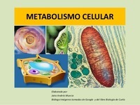 metabolismo - Série 12 - Questionário