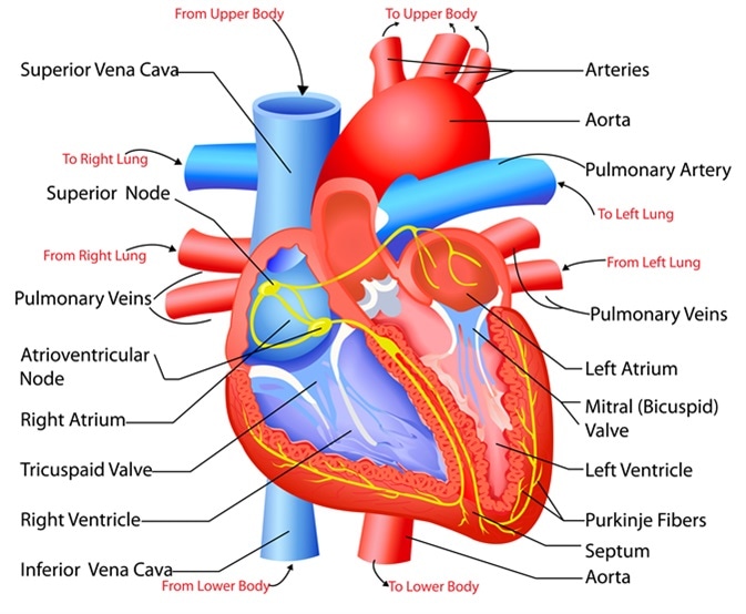 los sistemas circulatorio y respiratorio - Grado 7 - Quizizz