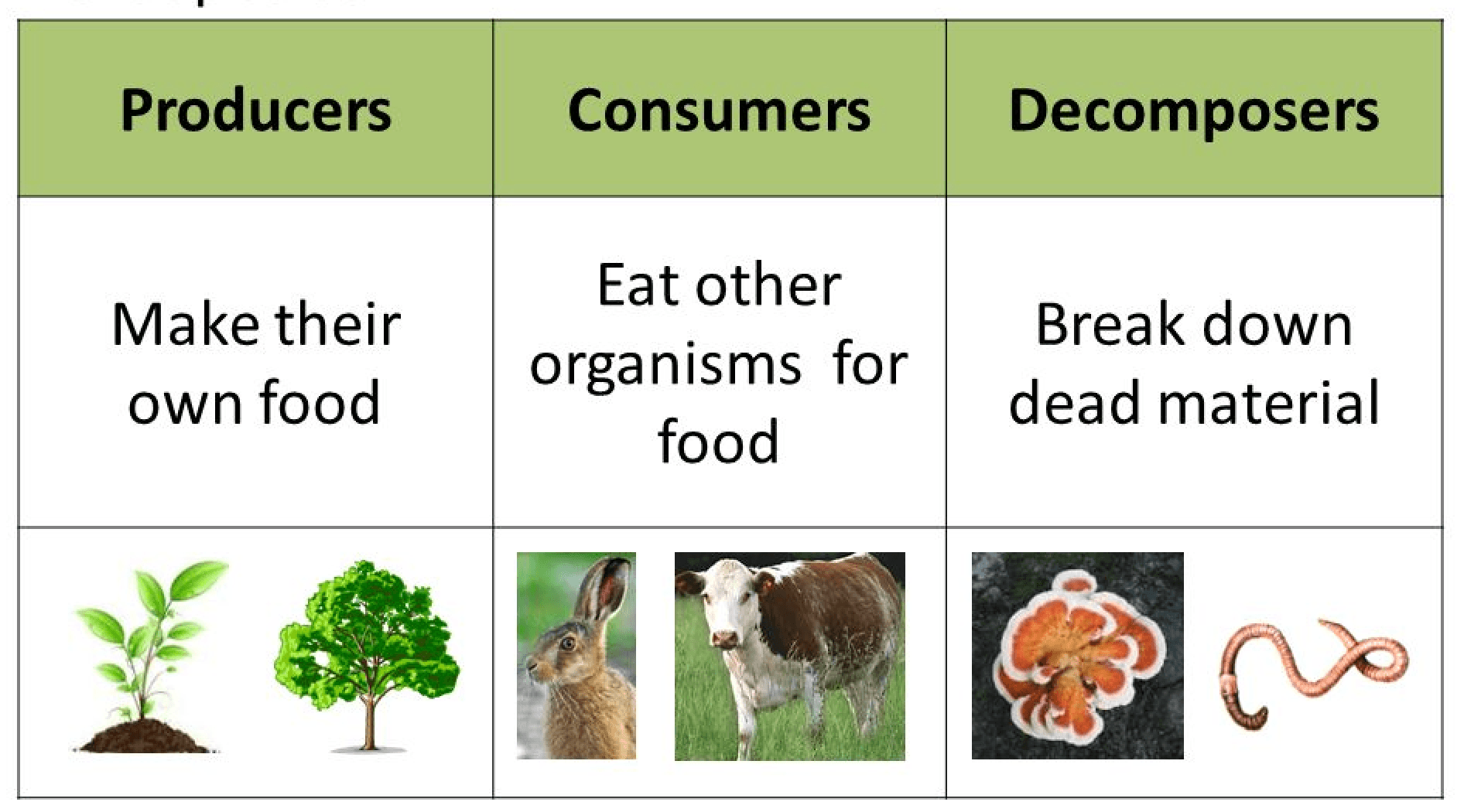 what are some producers consumers and decomposers