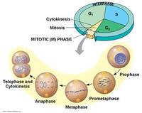 the cell cycle and mitosis - Class 10 - Quizizz