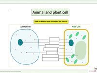 plant parts and their functions - Year 7 - Quizizz