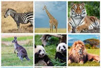 Animals Flashcards - Quizizz