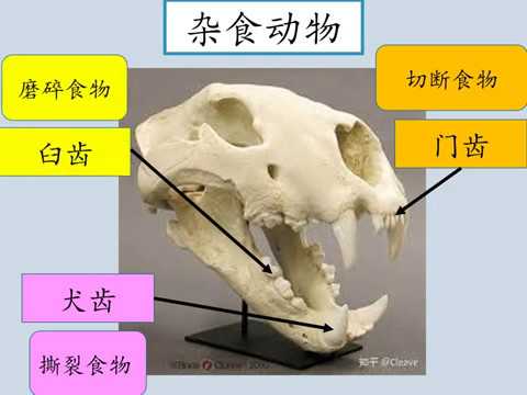 4动物 动物的牙齿结构 1 Science Quiz Quizizz