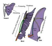 Anatomy Cards - Year 10 - Quizizz