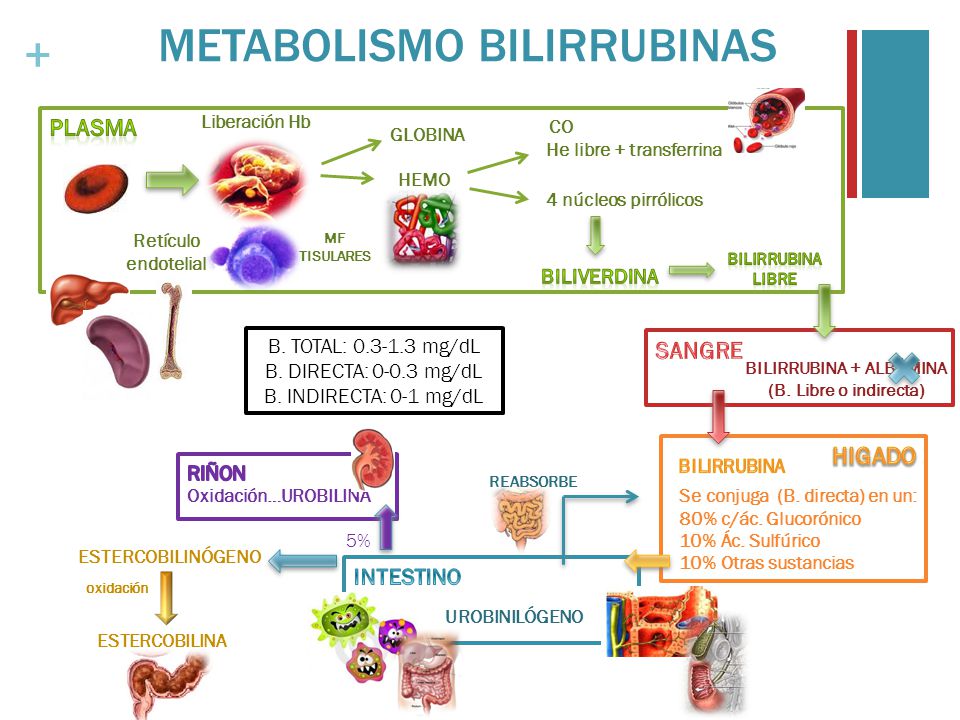 Metabolismo De La Bilirrubina | Quizizz