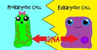 prokaryotes and eukaryotes - Year 10 - Quizizz