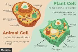 Plant and Animal Cells | 12K plays | Quizizz