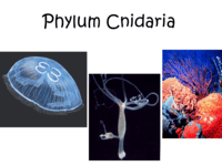 Phylum Cnidaria & Ctenophora