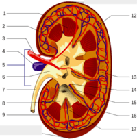 Anatomy Cards - Grade 9 - Quizizz