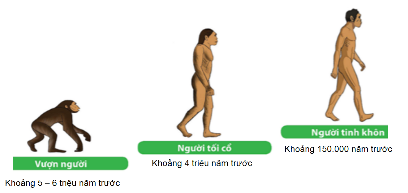 thẩm thấu và săn chắc - Lớp 6 - Quizizz