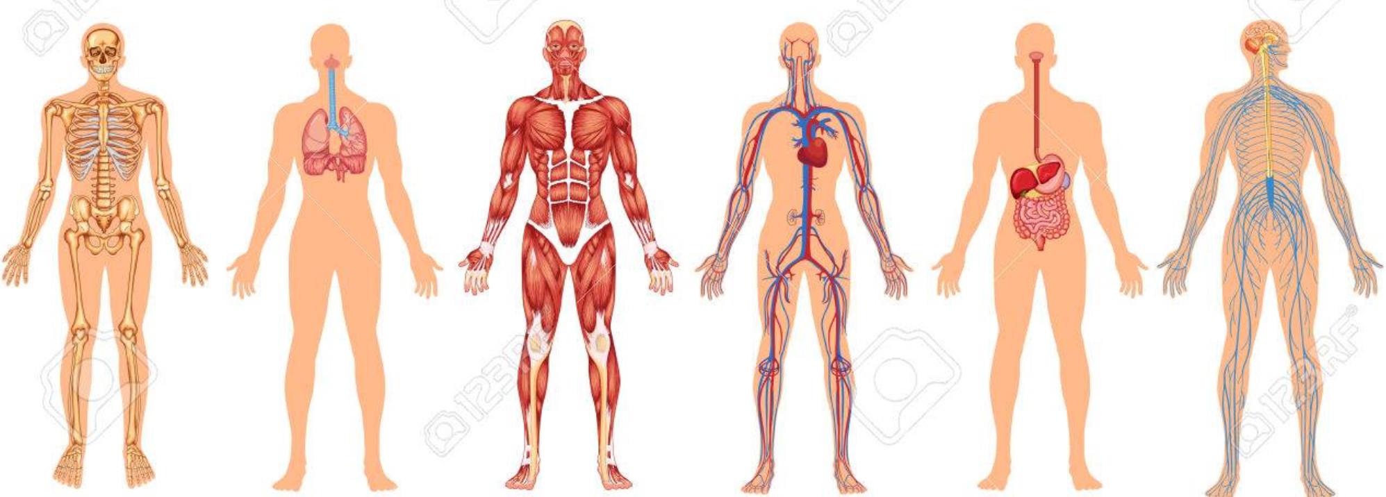 human-body-system-lesson-1-2-quizizz