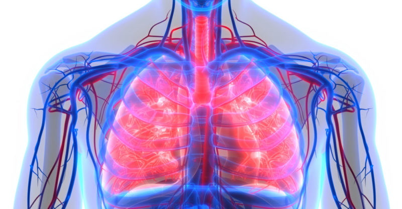 los sistemas circulatorio y respiratorio Tarjetas didácticas - Quizizz
