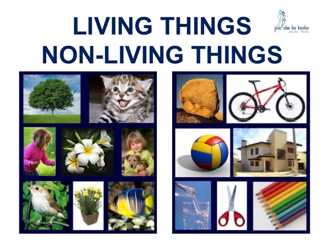 living and non living things - Class 3 - Quizizz