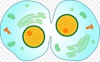 cell division - Year 12 - Quizizz