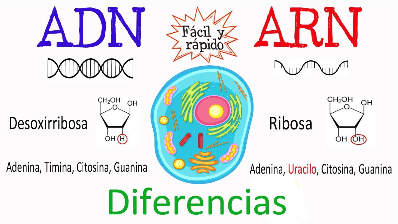 ADN Y ARN | Science - Quizizz