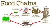 food chain - Year 4 - Quizizz