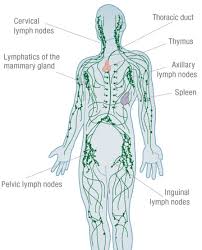 Lymphatic System | Biology Quiz - Quizizz