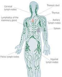 Lymphatic System | Biology Quiz - Quizizz