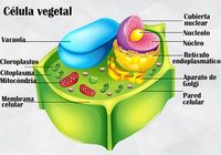 diagrama de célula vegetal - Série 7 - Questionário