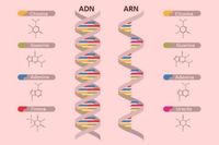 síntesis de arn y proteínas - Grado 9 - Quizizz