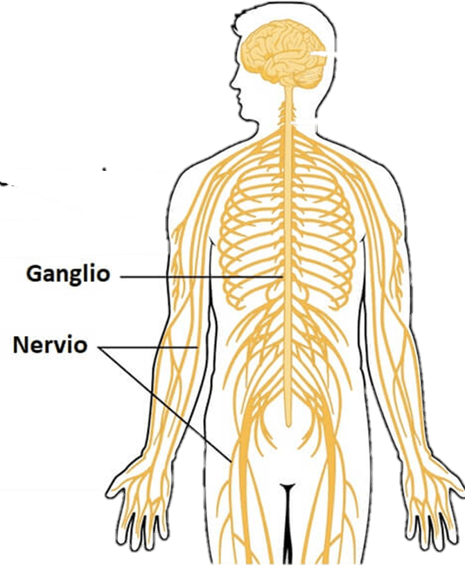 SISTEMA NERVIOSO PERIFÉRICO | Biology - Quizizz