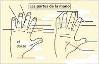 partes de la planta y sus funciones - Grado 12 - Quizizz