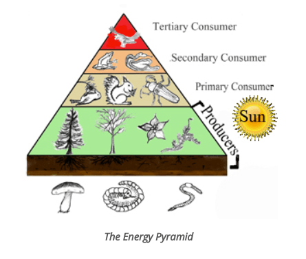 Ecological Pyramids | Biology Quiz - Quizizz