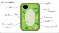 plant and animal cell - Grade 7 - Quizizz