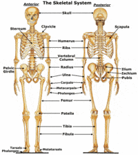 chromosome structure and numbers - Grade 11 - Quizizz