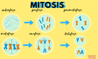 siklus sel dan mitosis - Kelas 9 - Kuis