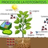 fotosíntesis - Grado 5 - Quizizz