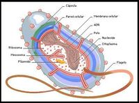 Biologia - Klasa 4 - Quiz