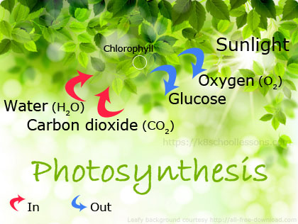 photosynthesis Flashcards - Quizizz