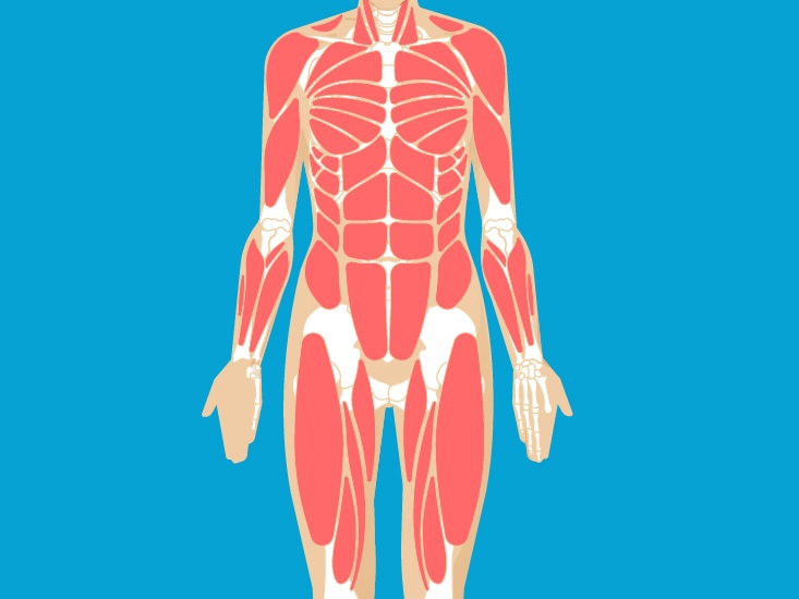 Anatomical Regional Terms | 101 Plays | Quizizz