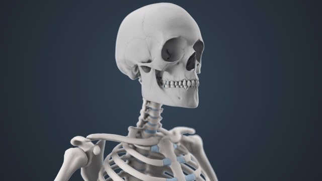 Skeletal System | Quizizz